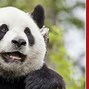 Image result for Giant Panda Appearance