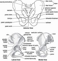 Image result for Skeletal System Pelvic Girdle
