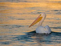 Image result for Pelican at Sunset Alaska