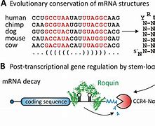 Image result for mRNA Maturation