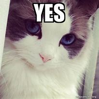 Image result for Yes Cat Meme