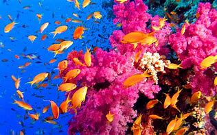 Image result for Sea Animals Fish