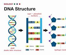 Image result for Gambar DNA