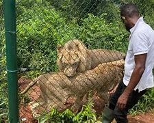 Image result for Mauled by Lion