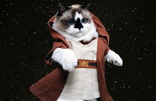 Image result for Cat Star Wars No Background