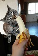 Image result for Eat Banana Meme