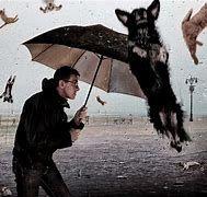 Image result for Raining Cats and Dogs Meme
