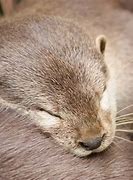 Image result for Otter for iPhone 12