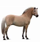 Image result for Norwegian Horse Breeds