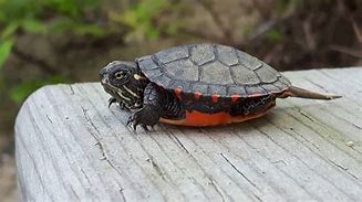 Image result for Funny Baby Painted Turtle