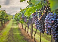 Image result for Wine Grapes Vineyard