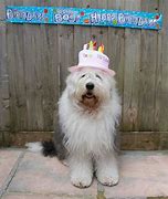 Image result for Funniest Sheepdog Birthday Expression