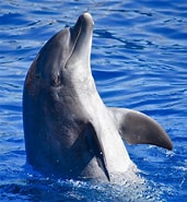 Image result for Cetacea. Size: 171 x 185. Source: cetacea.fandom.com