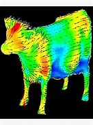 Image result for Aerodynamics of a Cow Meme