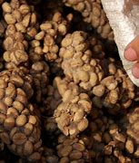 Image result for Asian Palm Civet Coffee Poop