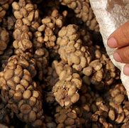 Image result for Most Expensive Coffee Poop