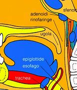Image result for adenoidei