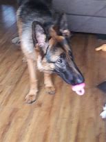 Image result for German Shepherd with Pacifier Meme