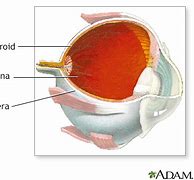 Image result for Choroid of Eye