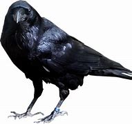 Image result for Crows Header