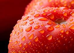 Image result for agrialimentario