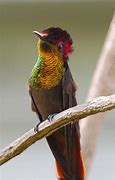 Image result for Chrysolampis Trochilidae