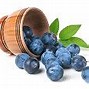 Image result for sloe