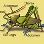 Image result for Insect Life Cycle Grasshopper