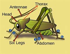 Image result for Grasshopper Life Cycle for Kids