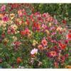 Image result for Dahlia Bee Friendly Mix