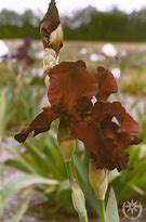 Image result for Iris germanica Sultans Palace