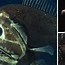 Image result for Pretty Deep Sea Creatures