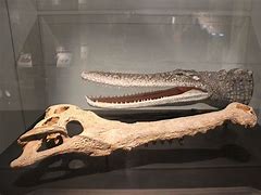 Image result for Laganosuchus