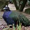 Image result for Red Peafowl