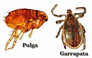 Image result for Ectoparasitos En Animales
