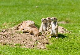 Image result for Picture of Animals in Te Dog Family in the Prairie