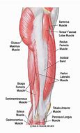 Image result for Musckes of Lateral Upper Leg