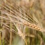 Image result for Wheat versus Tare