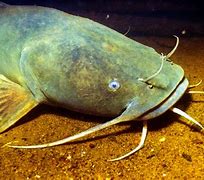 Image result for World Largest Catfish