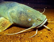 Image result for Big Flathead Catfish