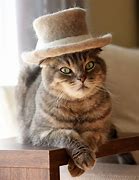 Image result for Cat with a Hat Meme