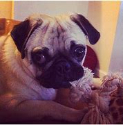 Image result for Cross Eyed Pug