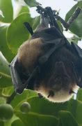 Image result for Fruit Bat On a Branch