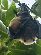 Image result for Samoan Fruit Bat