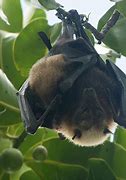 Image result for Samoan Fruit Bat