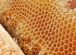 Image result for Raw Honey Products