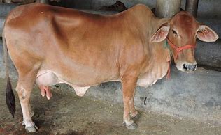 Image result for India Cattle
