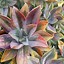 Image result for Colored Pencil Artwork