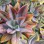 Image result for Colored Pencil On Canvas