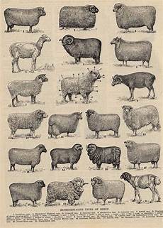 Vintage Sheep Breed Chart Sheep Breeds Sheep Animals